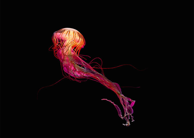 jellyfish-1-900x640