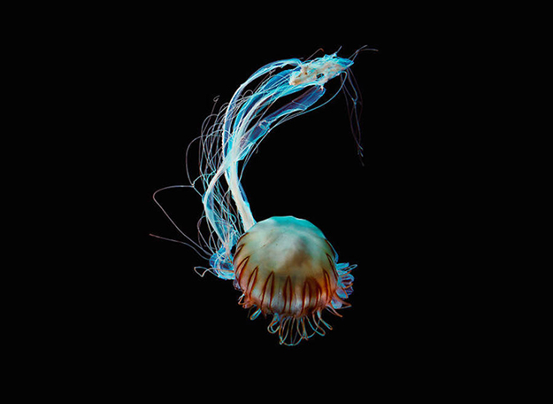 jellyfish-2-900x656