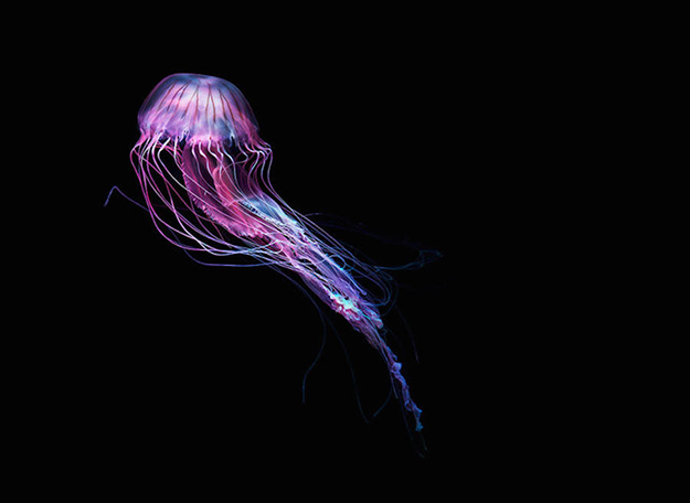 jellyfish-3-900x656