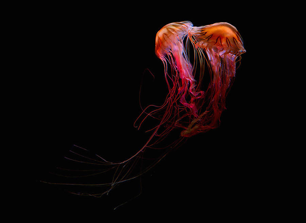 jellyfish-4-900x656