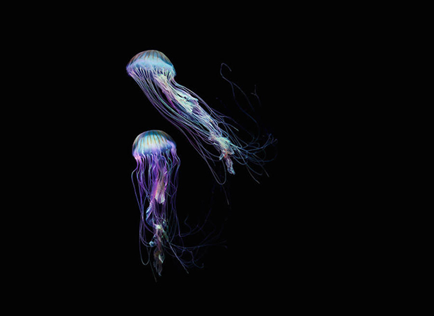 jellyfish-6-900x656