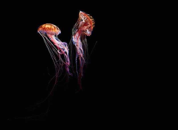 jellyfish-7-900x656