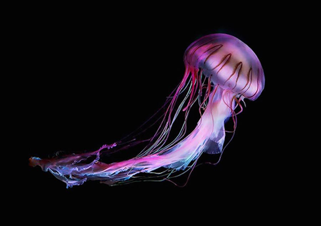 jellyfish-8-900x635