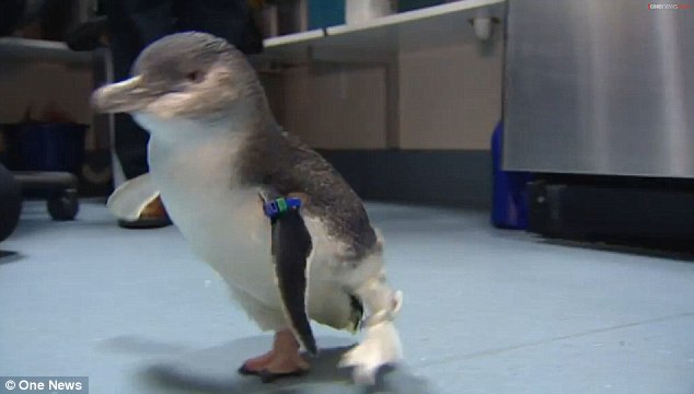 Un pingouin amputé remarche grâce à l’impression 3D
