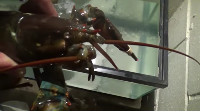 Elle aide un homard à s’enfuir d’un supermarché à Red Lake (Ontario)