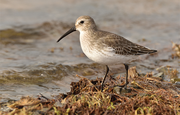 Les Îles à vol d’oiseaux