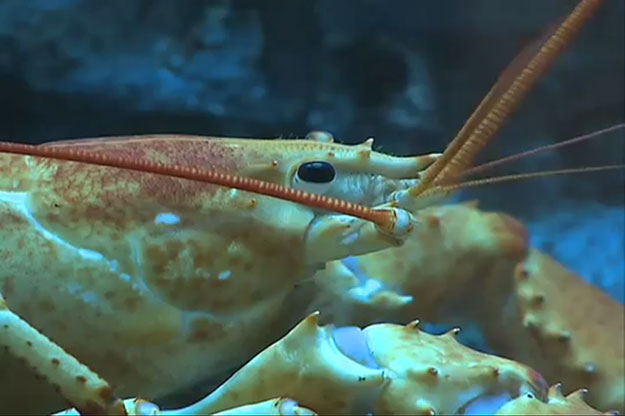 Nouveau-Brunswick : Un rare homard jaune devient pensionnaire à l’aquarium