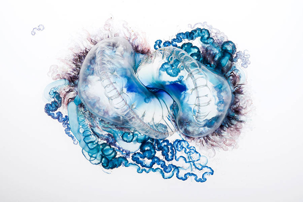 manofwarjellyfish1-900x601