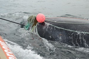 Campobello-Whale-Rescue-2