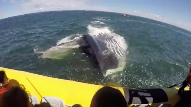 Un rorqual commun offre une apparition spectaculaire à des touristes à Tadoussac