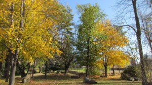 couleurs-des-arbres