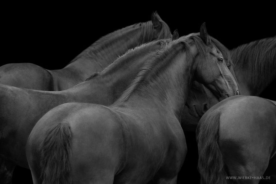 les-magnifiques-photos-de-chevaux-de-wiebke-haas-15