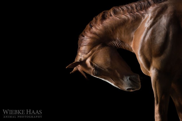 Les magnifiques photos de chevaux de Wiebke Haas