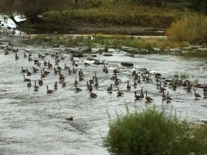 outardes