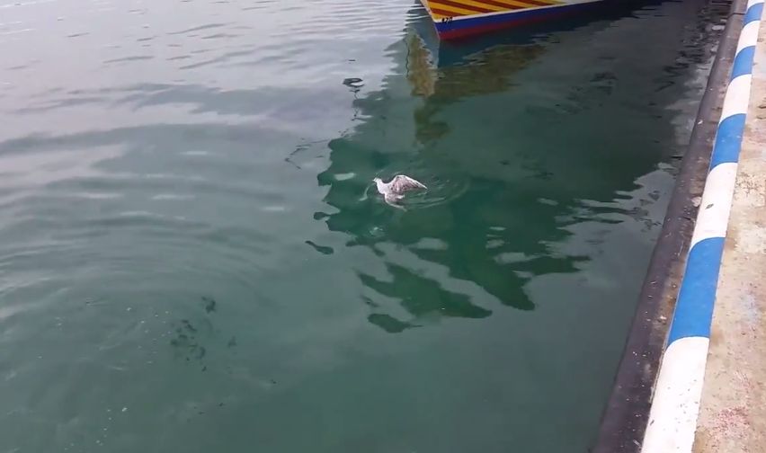 Un thon avale une mouette mais ne la trouve pas à son goût