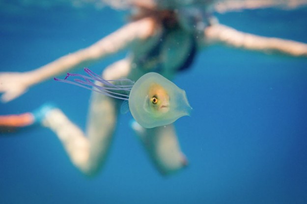Un poisson dans une méduse