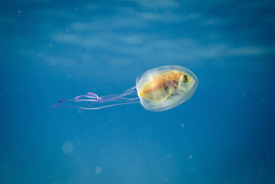 un-poisson-dans-une-meduse-2