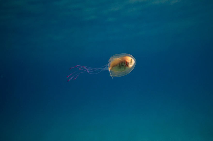 un-poisson-dans-une-meduse-3