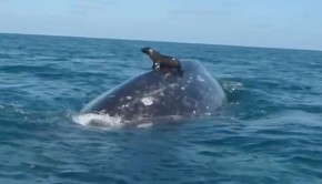 une-otarie-sur-une-baleine