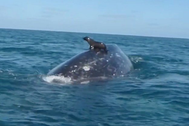 Une otarie sur une baleine