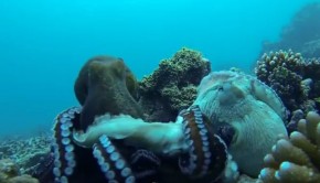 video-d-un-combat-de-pieuvres-prise-en-snorkling