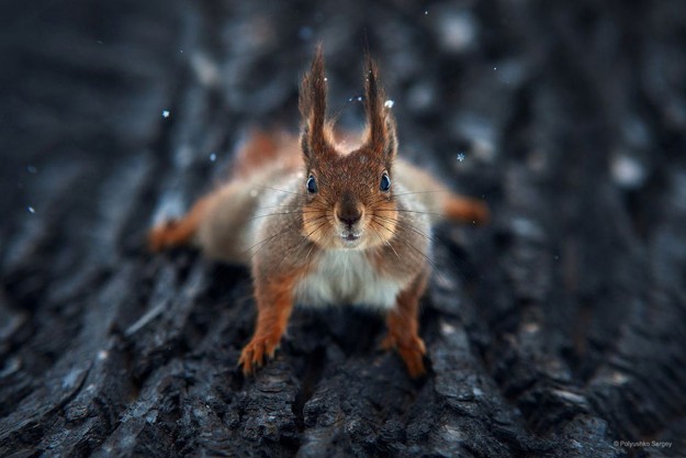 Portraits d’animaux par Sergey Polyushko