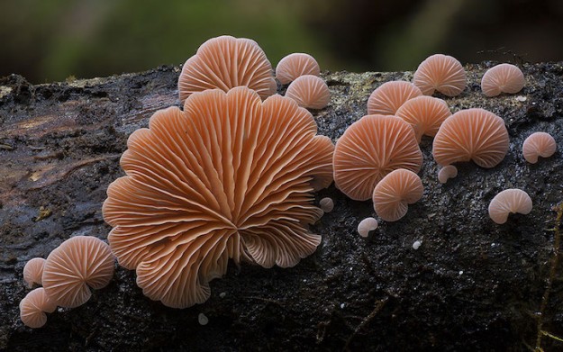 Photos de champignons par Steve Axford