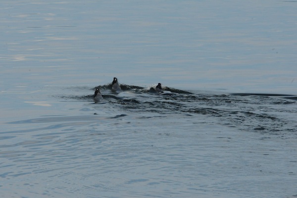 Bouillons noirs à la surface de l’eau