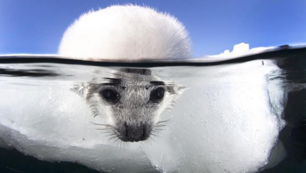 Photos sous la surface de l’eau à couper le souffle