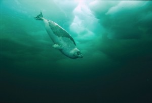 A harp seal swimming gracefully under ice.