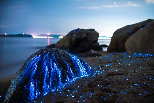 Les lucioles de la mer de Okayama au Japon