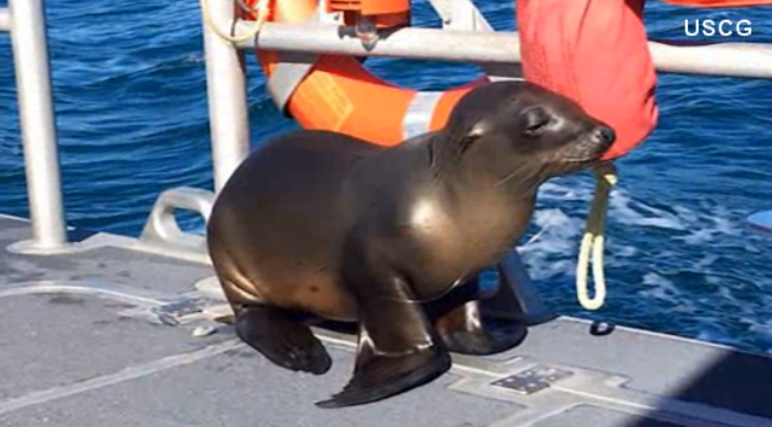 Un lion de mer devient matelot d’un jour