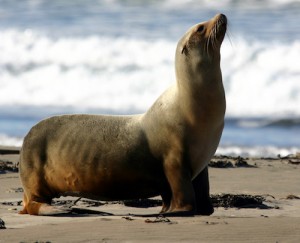 Zalophus_californianus_-_Morro_Bay