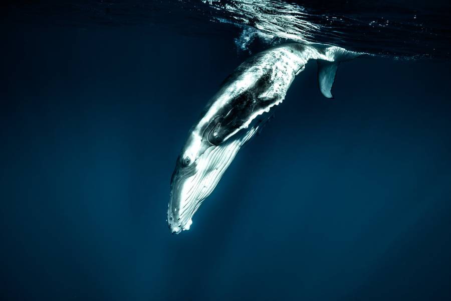 newbornwhales3-900x600