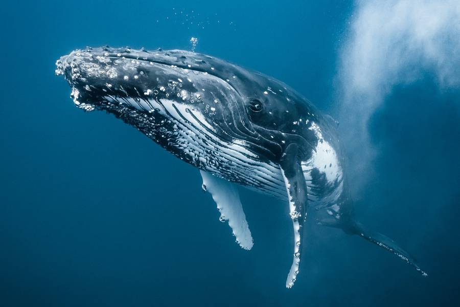 newbornwhales5-900x600