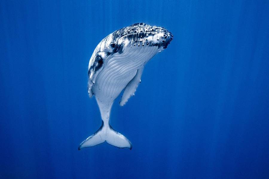 newbornwhales6-900x600