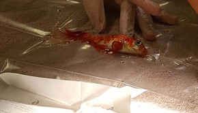 20-year-old-goldfish-tumour-surgery-1