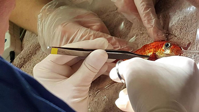 20-year-old-goldfish-tumour-surgery-4