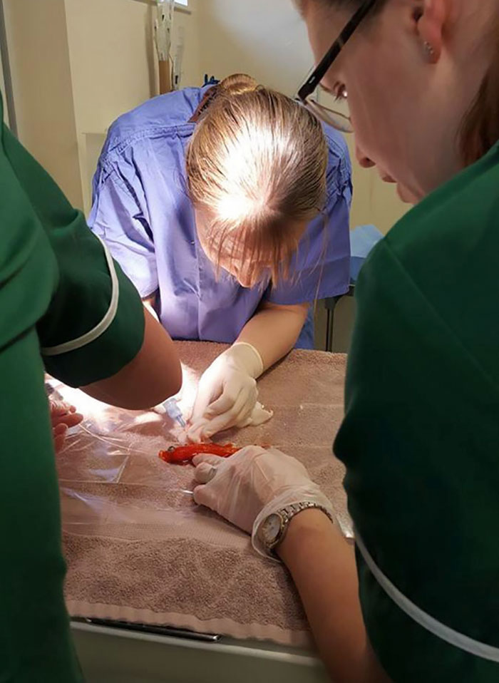 20-year-old-goldfish-tumour-surgery-6