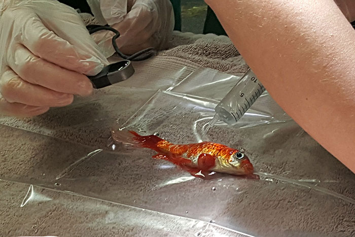 20-year-old-goldfish-tumour-surgery-8