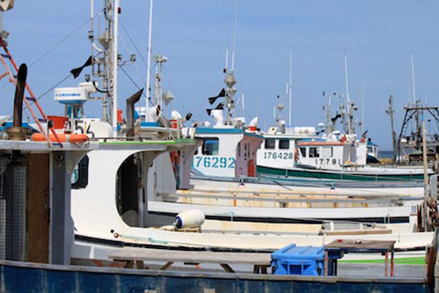 Protection des mammifères marins : Des normes américaines qui réduiront les prises accidentelles?