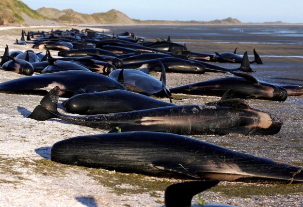 Enjeux : Échouage de centaines de baleines en Nouvelle-Zélande