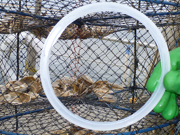 65 000$ pour un moyen de prévention novateur en aquaculture