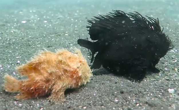 Un couple de poissons-grenouilles