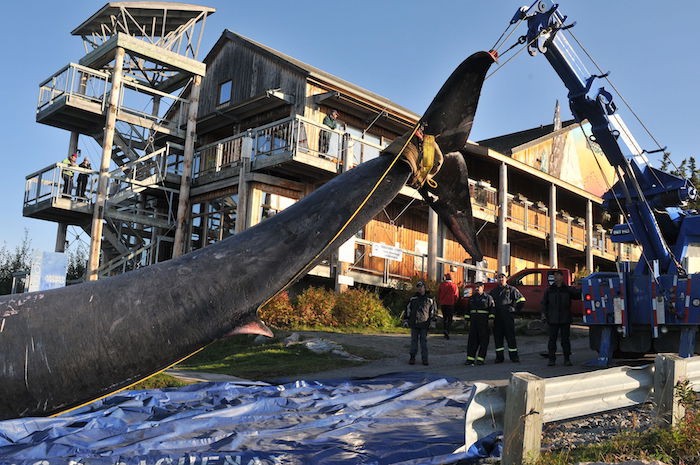 Qui doit prendre en charge une carcasse sur le rivage?