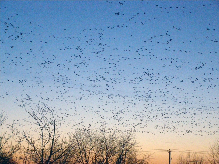 De retour… comme les outardes.