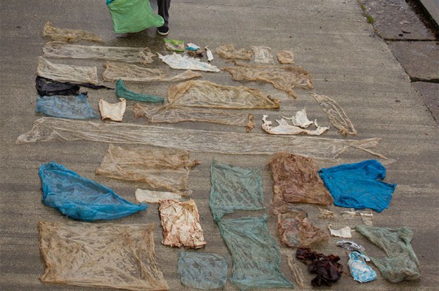 Pourquoi trouve-t-on parfois du plastique  dans l’estomac des baleines?