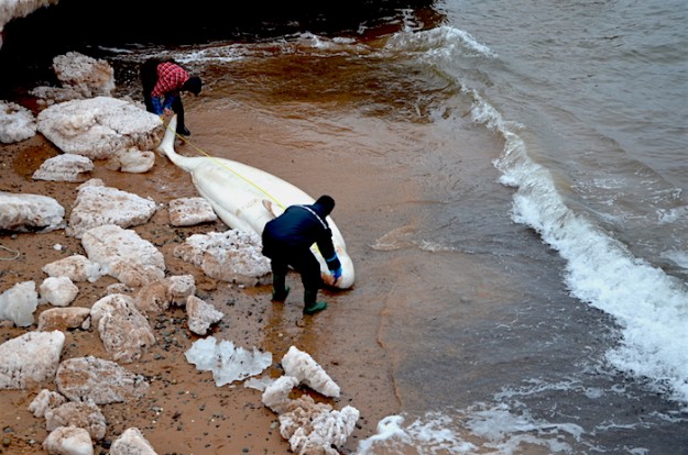Béluga échoué mort aux Îles-de-la-madeleine; une carcasse protégée par la loi