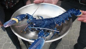 cotes-d-armor-un-homard-bleu-tres-rare-peche-dans-la-baie-de-saint-brieuc_0