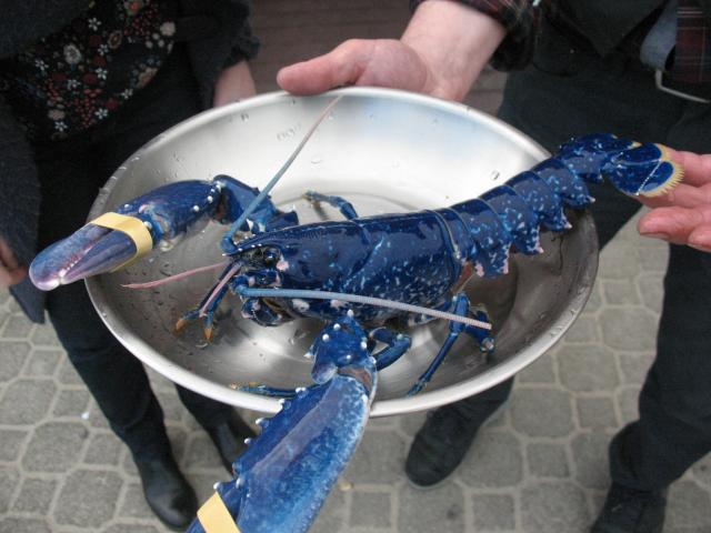 Un très rare homard bleu a été pêché en Bretagne